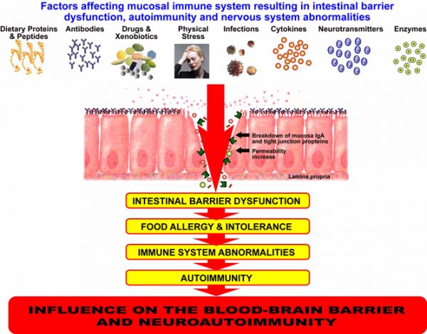 IBS – What’s Leaky Gut Got To Do With It?