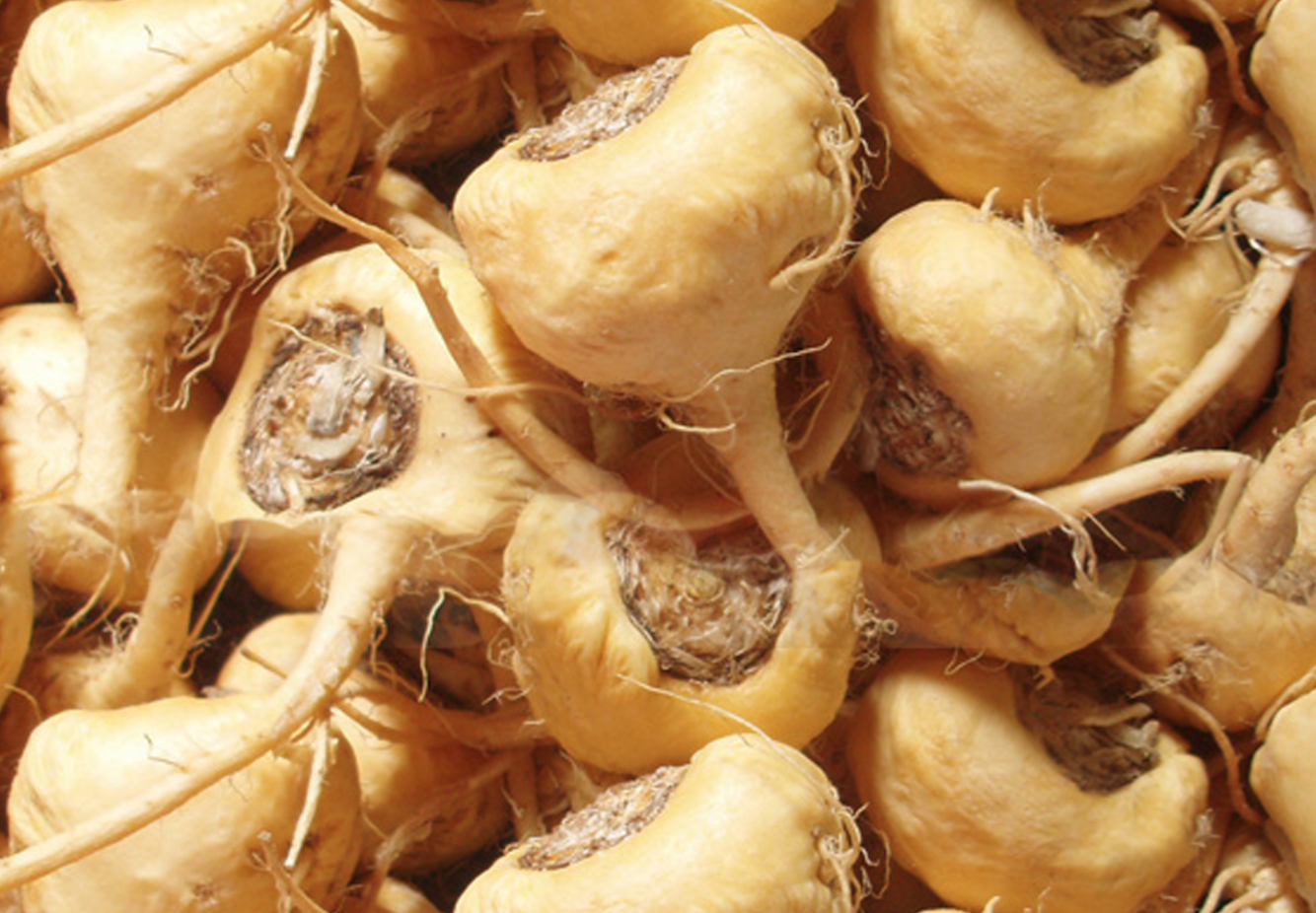 The Amazing Health Benefits of the Maca Root